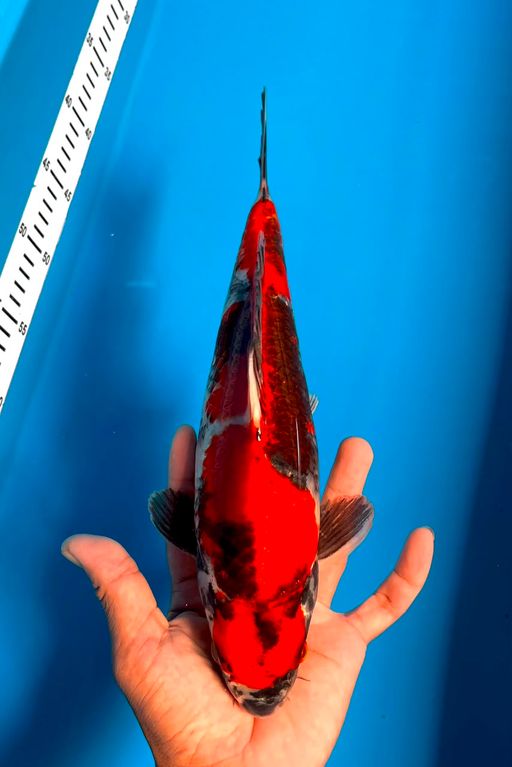SHOWA HIKARI 32cm