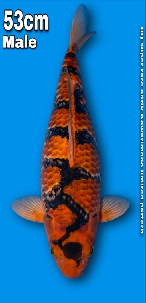 HQ RARE SUPER KAWARIMONO LIMITED EDITION MALE 53cm