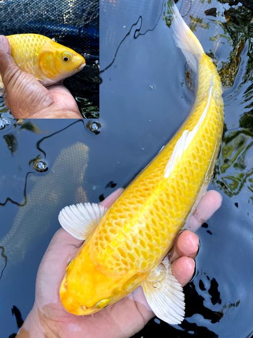 YAMABUKI OGON 29cm
