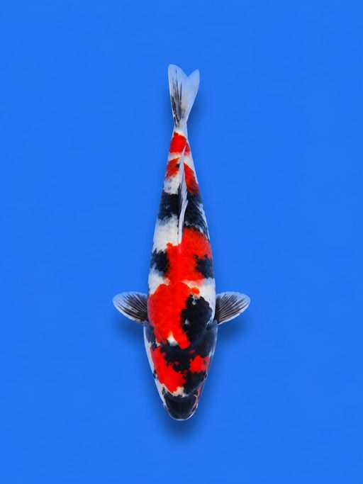 SHOWA SANSHOKU ORIGINAL CALON MEWAH IKAN HALUS CALON JUMBO MALE 24cm