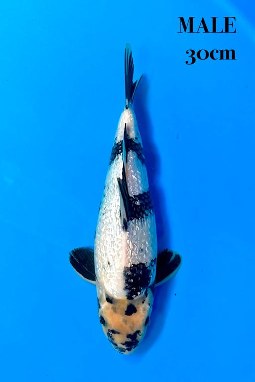 SHIRO GINRIN SUPER PADET 30cm