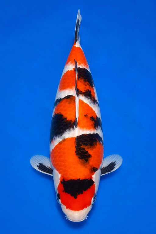 SHOWA 30cm