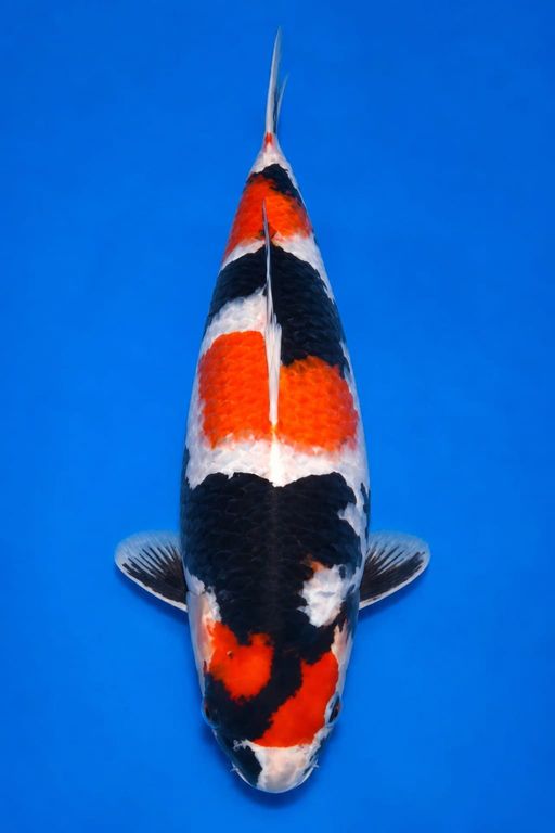 MARUTEN SHOWA MALE 24cm