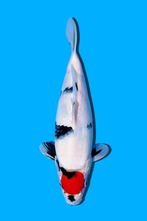 TANCHO SHOWA TATEGOI PROSPEK 28cm
