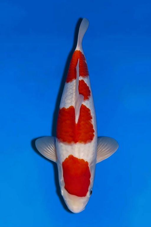 KOHAKU MERAH MERONA LAKI LAKI 36cm