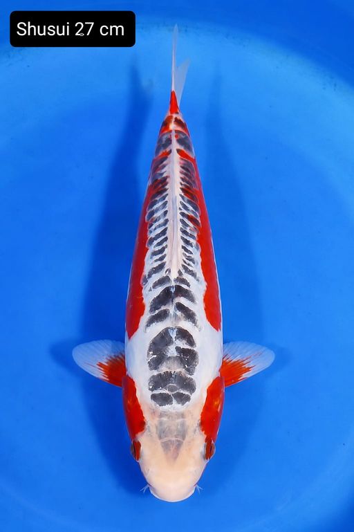 SHUSUI 27cm