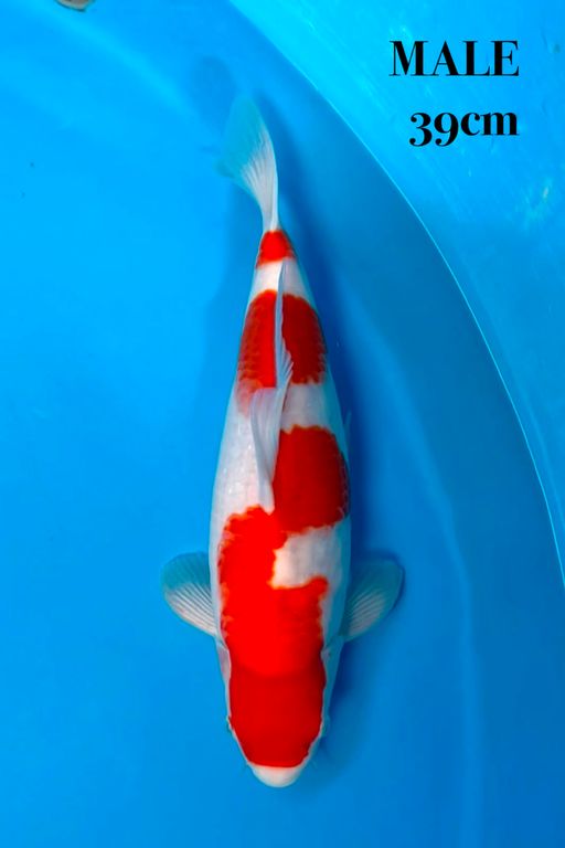 KOHAKU LINE AKF 39cm