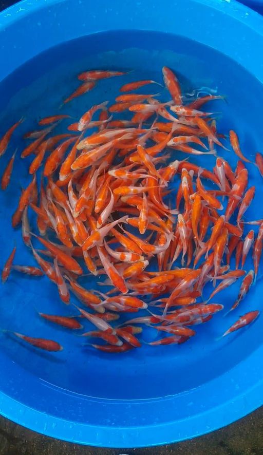 PAKET BIBIT KOHAKU LAYAK DIBESARKAN LAGI KURANG LEBIH 7 SAMPAI 12cm