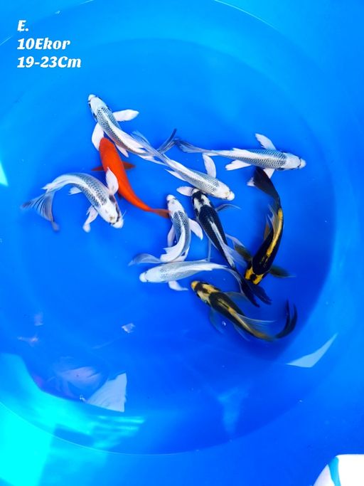 PAKET MIX SLAYER KABUTO PLATINUM 10 EKOR 19 23cm