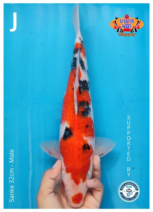 SANKE 32cm