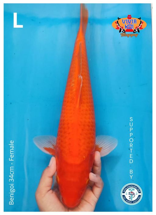 BENIGOI 34cm