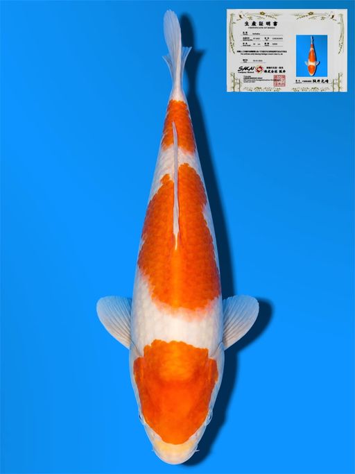 HQ KOHAKU SAKAI CO LTD KOI FARM 26cm