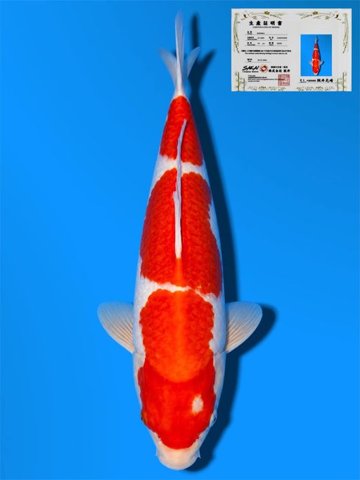 HQ KOHAKU SAKAI CO LTD KOI FARM 28cm