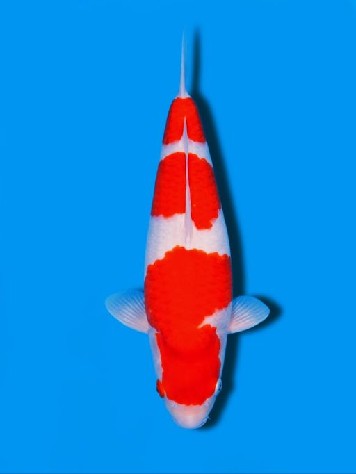 KOHAKU SUPER BREEDER SAKA KOI JOGJA50cm