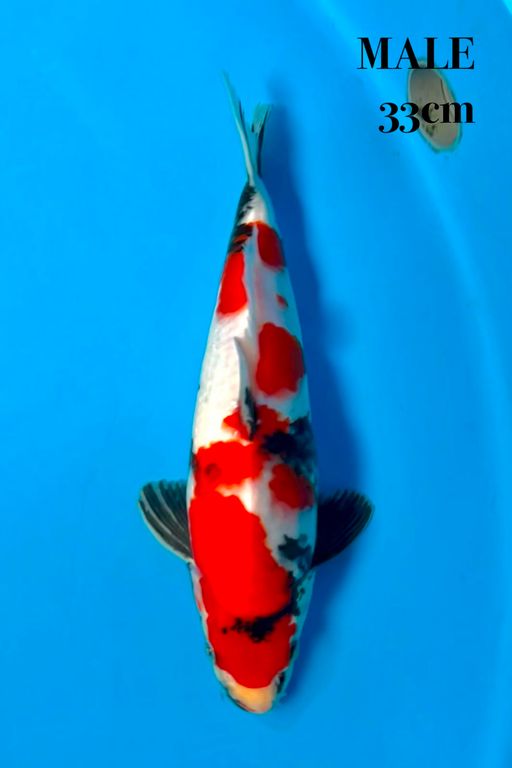 KINDAI SHOWA 33cm