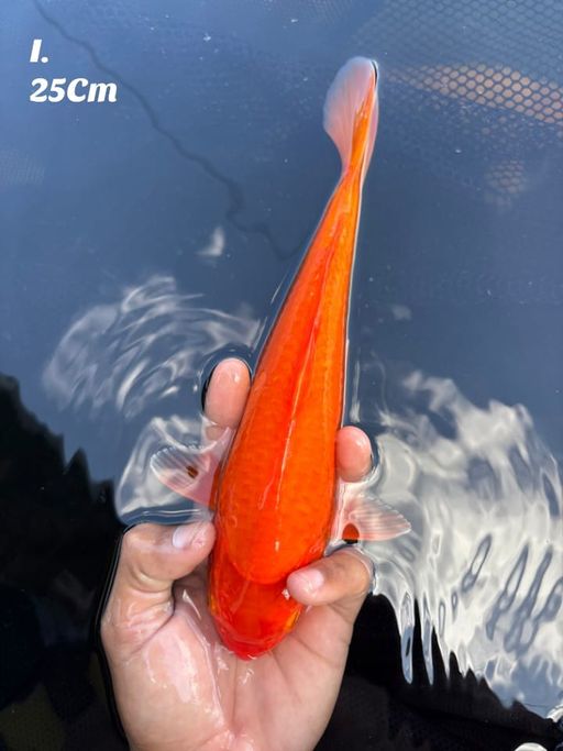 BENIGOI RED STRONG MATA MERAH BABYFACE 25cm