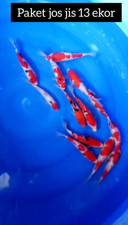 PKT 13 EKOR MIX KOHAKU SHANKE BAHAN KEPPING CALON ISTIMEWA LOKASI BOJONEGORO 1823cm