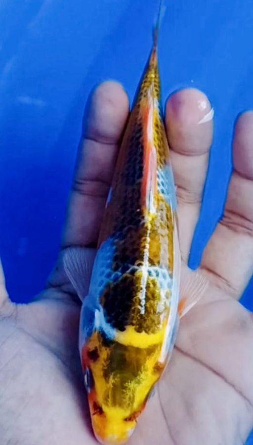 YELLOW GHOSIKI ANTIK LANGKA LOKASI BOJONEGORO 15cm