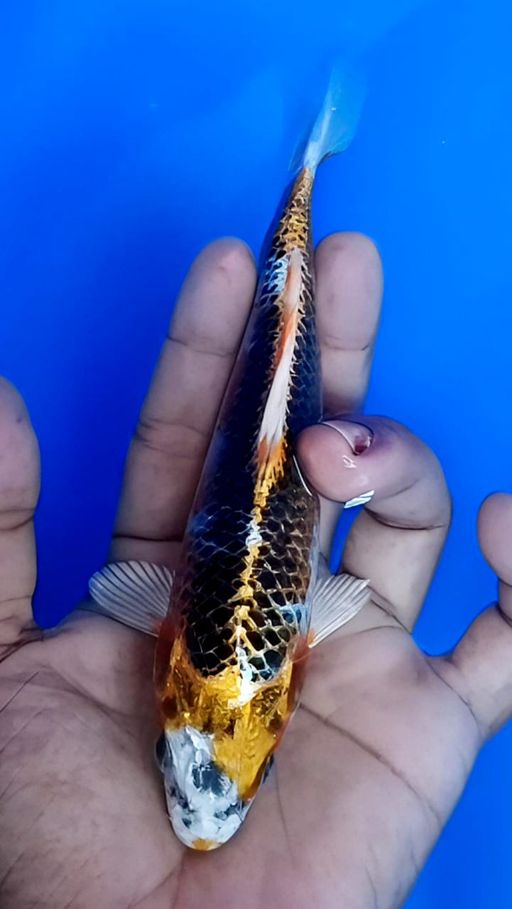 MINION KUJAKU MALE LOKASI BOJONEGORO 17cm