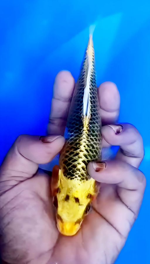 HIKARI MUJIMONO KUNING EMAS BAHAN KEPPING CALON JOS LOKASI BOJONEGORO 18cm