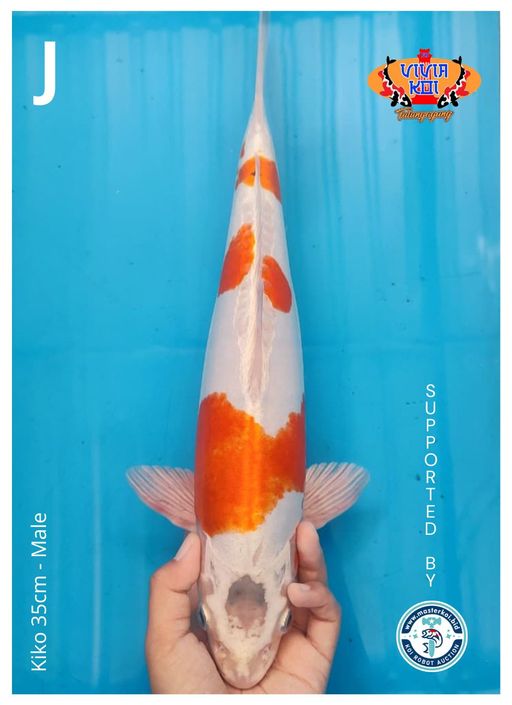 KIKO 35cm