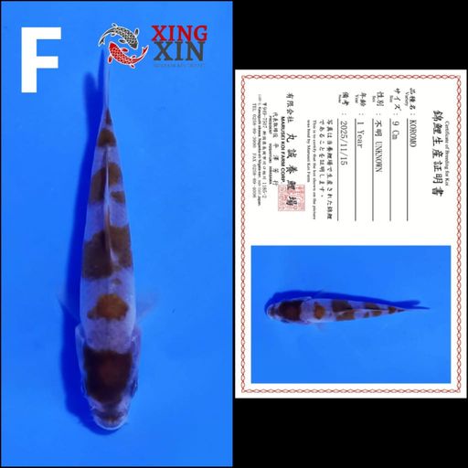 KOROMO 9cm