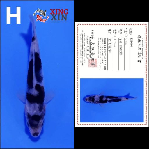 KOROMO 9cm