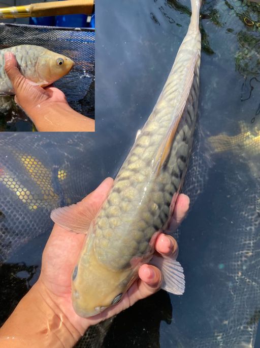 ARAGOKE SORAGOI 34cm