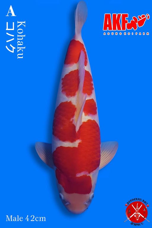 KOHAKU AKF HIGH QUALITY BAKAT JUMBO 44cm