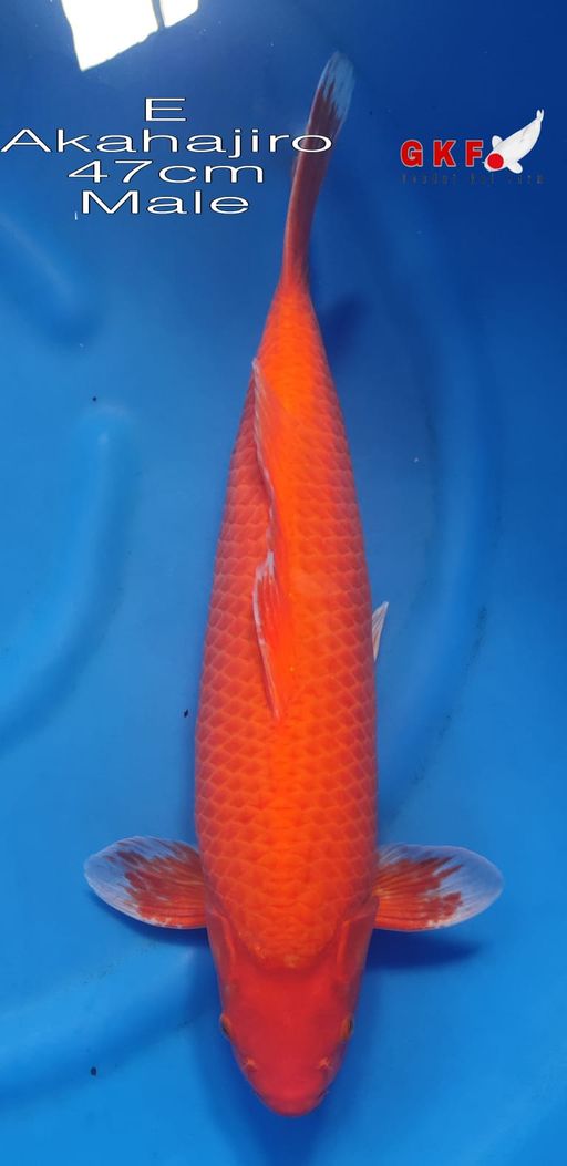 AKAHAJIRO 47cm