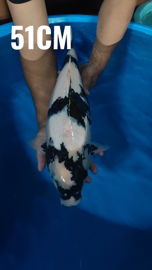 SHIRO 51cm