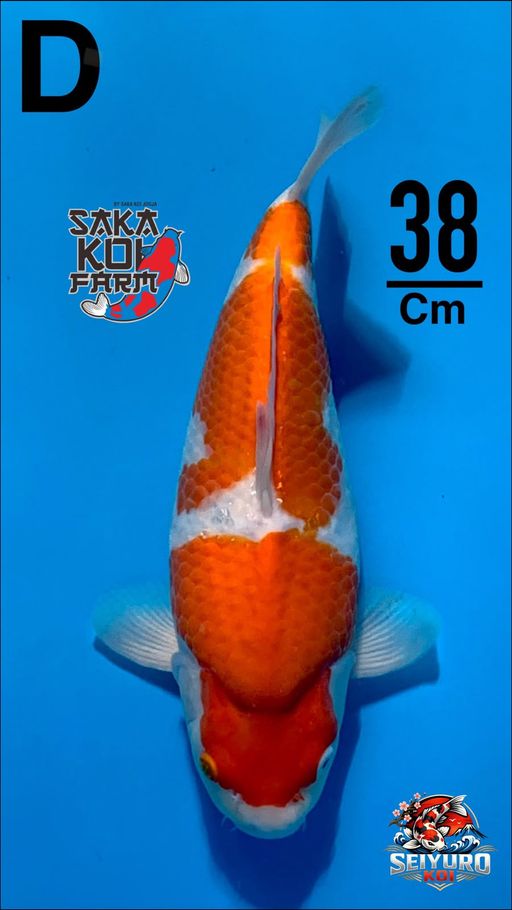 SQ SPESIAL KOHAKU 3 STEP BY SAKAKOI JOGJA QUALITY POLA BAGUSBULKY BERPUNUK CALON BADAK AIR GAS BOSKU38cm