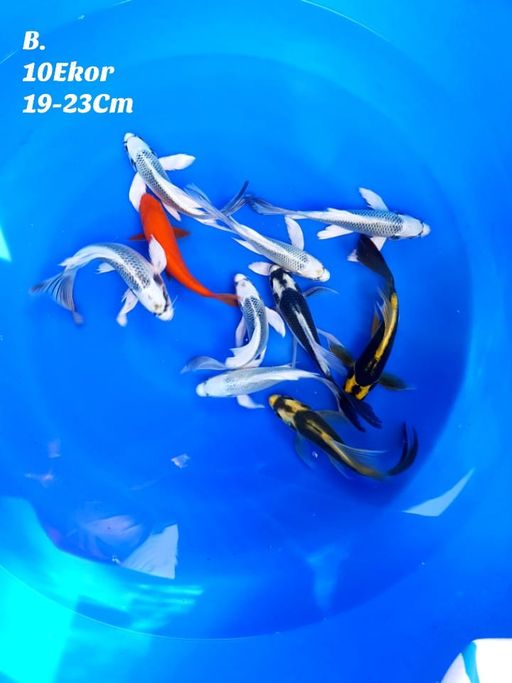 PAKET KABUTO MIX JUMBO TOSAI 10 EKOR 19 23cm