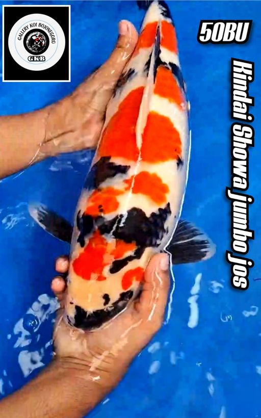 JUMBO KINDAI SHOWA BODY PUNUK TORPEDO LOKASI KARAWANG 50BU 48cm