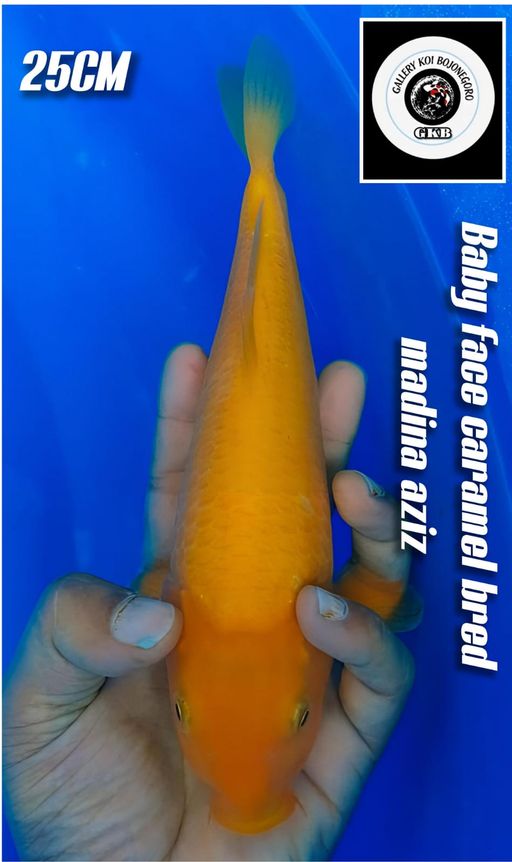 BABY FACE CARAMEL PUNUK CALON BADAK BRED MADINA AZIZ LOKASI BOJONEGORO 25cm