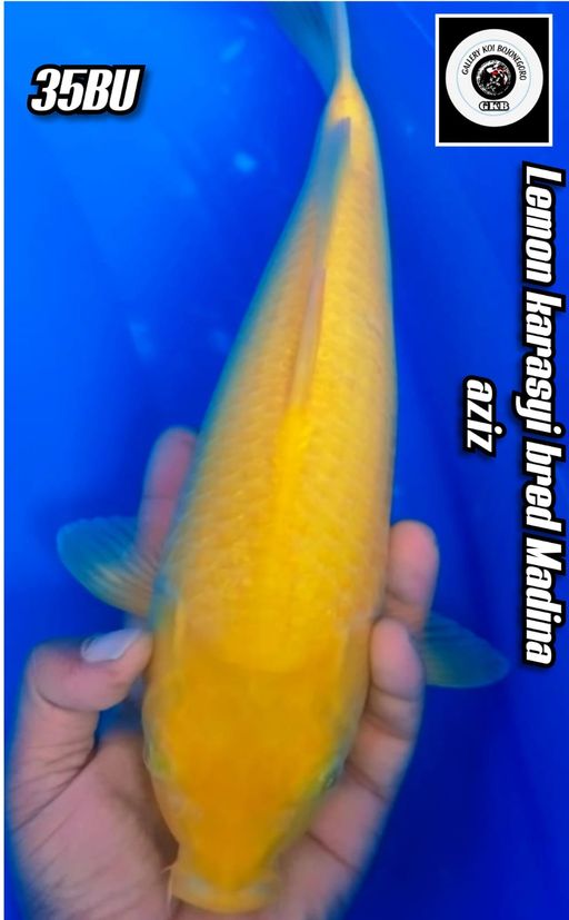 SUPER LEMON KARASYI BRED MADINA AZIZ LOKASI BOJONEGORO 35BU 33cm