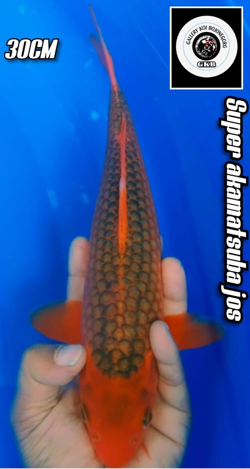 SUPER AKAMATSUBA IDAMAN SULTAN LOKASI BOJONEGORO 30cm