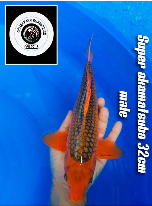 SUPER AKAMATSUBA MALE ISTIMEWA LOKASI BOJONEGORO 32cm