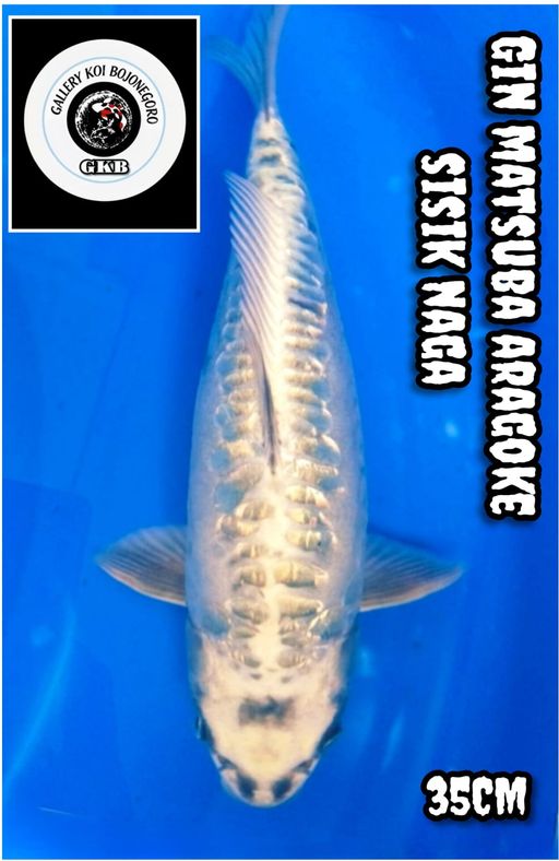 GIN MATSUBA ARAGOKE DOIT SISIK NAGA ISTIMEWA ANTIK LANGKA LOKASI BOJONEGORO 35cm