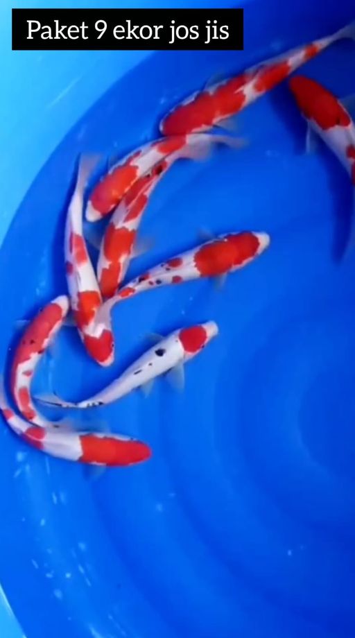PKT 9 EKOR MIX KOHAKU SHANKE BAHAN CALON ISTIMEWA LOKASI BOJONEGORO 232527cm