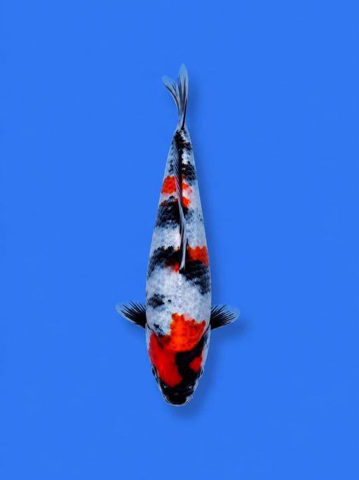 KINDAI SHOWA F1 SUPER ISTIMEWA TOP SKIN POLA MEWAH PETIR SQ 15cm