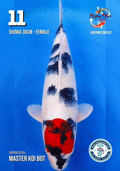 SHOWA 30cm