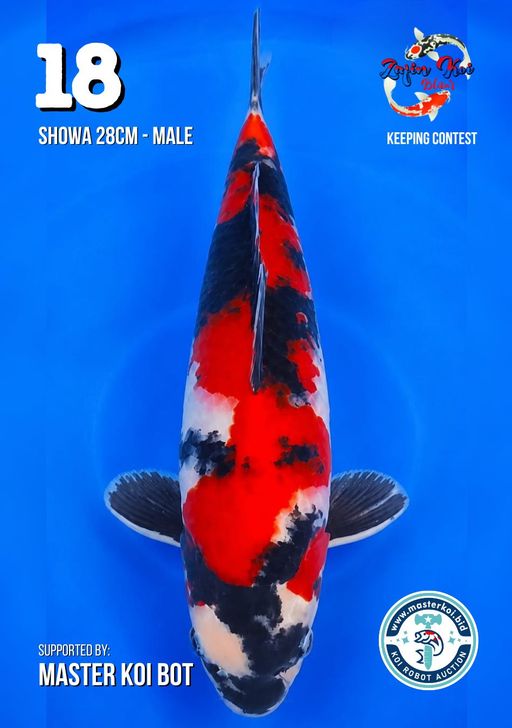 SHOWA 28cm