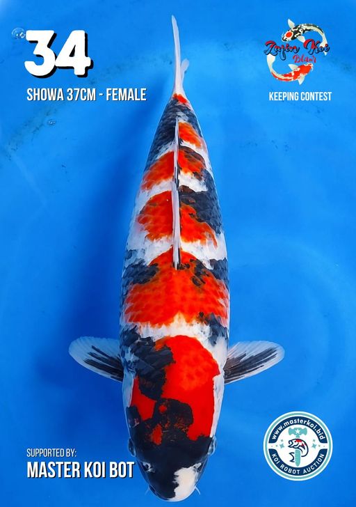 SHOWA 37cm