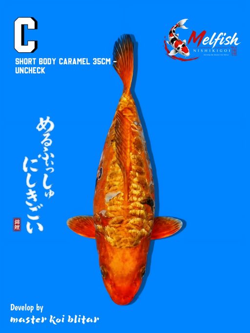 SHORTBODY CARAMEL GINRIN RARE ITEM 35cm