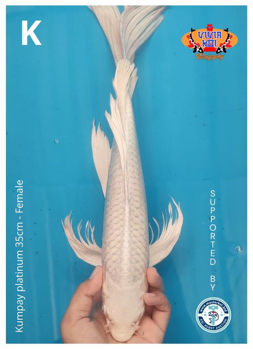 KUMPAY PLATINUM 35cm