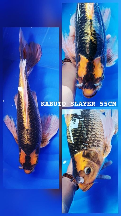 JUMBO SLAYER KABUTO SIRIP KANAN DAYUNG NGLIPET LOKASI INDRAMAYU 55cm