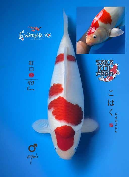 KOHAKU SAKA KOI JOGJA 40cm