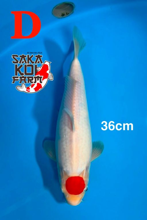 TANCHO KOHAKU BY SAKA KOI JOGJA 36cm