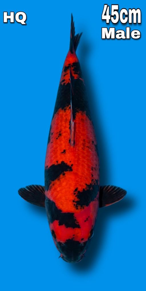 HI UTSURI BLOODLINE SINODA BREED JUMBO WARNA KONTRAS BODY SHAPE PROPOSIONAL MALE 45cm